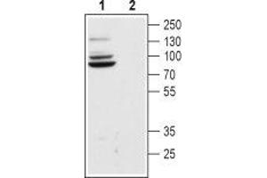 Western blot analysis of rat brain lysate:1. (Hyperpolarization Activated Cyclic Nucleotide-Gated Potassium Channel 4 (HCN4) Peptid)