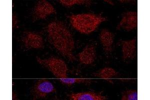 Confocal immunofluorescence analysis of HeLa cells using RPL21 Polyclonal Antibody at dilution of 1:200. (RPL21 Antikörper)