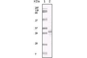 Western blot analysis using KSHV ORF26 mouse mAb against TPA induced BCBL-1 cell lysate. (KSHV ORF26 Antikörper)