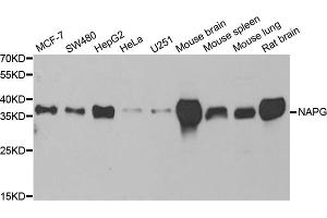 Western blot analysis of extracts of various cell lines, using NAPG antibody (ABIN5973832) at 1/1000 dilution. (NAPG Antikörper)