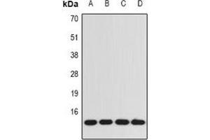 Western blot analysis of BDNF expression in A549 (A), SW480 (B), mouse kidney (C), rat brain (D) whole cell lysates. (BDNF Antikörper)