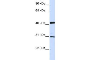 WB Suggested Anti-AURKA Antibody Titration:  0. (Aurora A Antikörper  (C-Term))