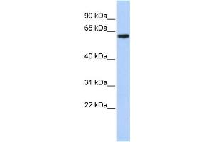 Western Blotting (WB) image for anti-T-Box 18 (TBX18) antibody (ABIN2458284) (T-Box 18 Antikörper)