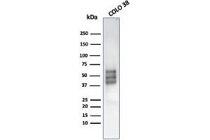 Western Blot Analysis of COLO-38 cell lysate using SOX10-Monospecific Recombinant Mouse MAb (rSOX10/1074). (Rekombinanter SOX10 Antikörper  (AA 115-269))