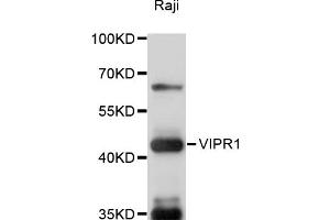 Western blot analysis of extracts of Raji cells, using VIPR1 antibody (ABIN6291056) at 1:1000 dilution.
