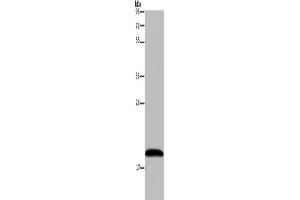 Western Blotting (WB) image for anti-NADH Dehydrogenase (Ubiquinone) 1 alpha Subcomplex, 8, 19kDa (NDUFA8) antibody (ABIN2433433) (NDUFA8 Antikörper)