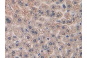 IHC-P analysis of Mouse Liver Tissue, with DAB staining. (CCL4 Antikörper  (AA 24-92))