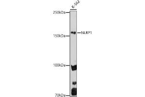 Western blot analysis of extracts of K-562 cells, using NLRP1 antibody (ABIN7268935) at 1:1000 dilution. (NLRP1 Antikörper  (AA 1000-1100))