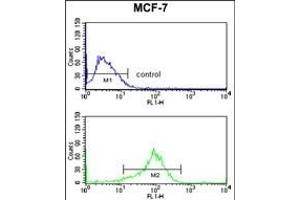 JIP1 Antibody (C-term) (ABIN652961 and ABIN2842613) flow cytometry analysis of MCF-7 cells (bottom histogram) compared to a negative control cell (top histogram). (MAPK8IP1 Antikörper  (C-Term))