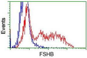 HEK293T cells transfected with either RC214616 overexpress plasmid (Red) or empty vector control plasmid (Blue) were immunostained by anti-FSHB antibody (ABIN2453052), and then analyzed by flow cytometry. (FSHB Antikörper)