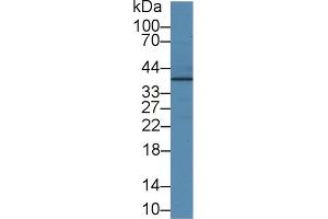 Western Blotting (WB) image for anti-Junctional Adhesion Molecule 2 (JAM2) (AA 74-250) antibody (ABIN7440674)
