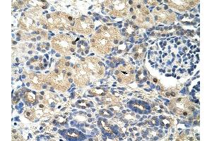 SRP14 antibody was used for immunohistochemistry at a concentration of 4-8 ug/ml to stain Epithelial cells of renal tubule (arrows) in Human Kidney. (SRP14 Antikörper)