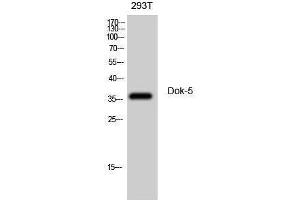 Western Blotting (WB) image for anti-Docking Protein 5 (DOK5) (Internal Region) antibody (ABIN3174809) (DOK5 Antikörper  (Internal Region))