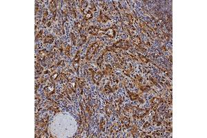 IHC analysis of SBP/SELENBP1 using anti-SBP/SELENBP1 antibody (ABIN7600755). (SELENBP1 Antikörper  (AA 23-462))