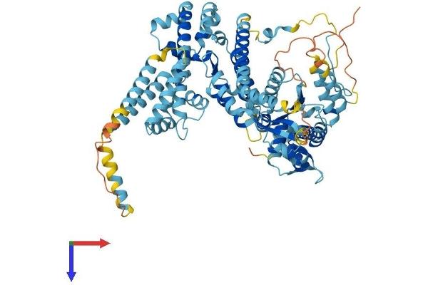 ORC3 Protein (AA 1-715) (His tag)