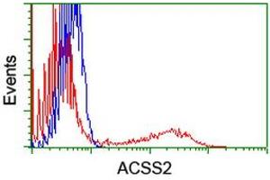 Image no. 1 for anti-Acyl-CoA Synthetase Short-Chain Family Member 2 (ACSS2) antibody (ABIN1496426) (ACSS2 Antikörper)