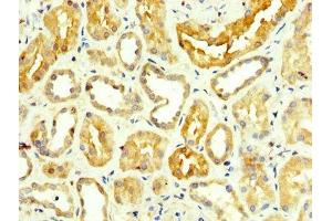 IHC image of ABIN7143616 diluted at 1:350 and staining in paraffin-embedded human kidney tissue performed on a Leica BondTM system. (ALT Antikörper  (AA 2-496))