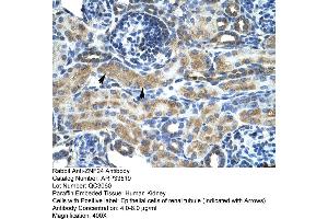 Human kidney (ZNF24 Antikörper  (Middle Region))