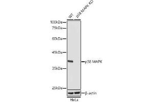 Western blot analysis of extracts from wild type(WT) and p38 MAPK knockout (KO) HeLa cells, using p38 MAPK antibody (ABIN1682699, ABIN3019202, ABIN3019203 and ABIN7101731) at 1:1000 dilution. (MAPK14 Antikörper)