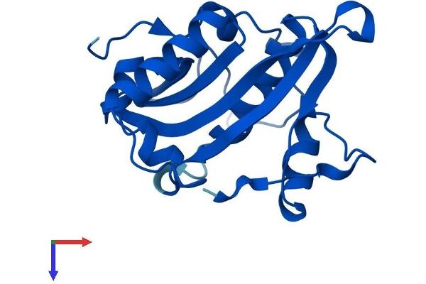 GNPNAT1 Protein (AA 1-184) (His tag)