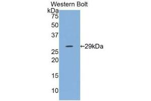 Western blot analysis of the recombinant protein. (IL12A Antikörper  (AA 23-219))