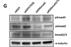 Western Blotting (WB) image for anti-alpha Tubulin (TUBA1) (C-Term) antibody (ABIN964563)