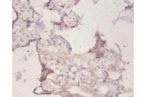 Immunohistochemistry of paraffin-embedded human placenta tissue using ABIN7162930 at dilution of 1:50 (Peroxiredoxin 1 Antikörper  (AA 1-199))