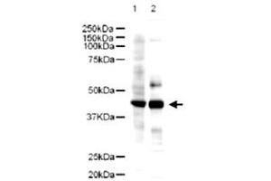 Western blot using Ldb2 polyclonal antibody  showsdetection of a 43 KDa band corresponding to Ldb2 in a lysates prepared from human kidney (Lane 1) and mouse spleen (Lane 2) tissues. (LIM Domain Binding 2 Protein Antikörper  (AA 107-120))