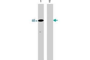 Western blot analysis of human Jurkat cells treated with pervanadate (1 mM) for 30 min (lanes 1 & 2). (SHP1 Antikörper  (pTyr536))