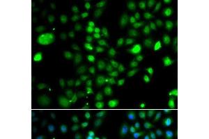 Immunofluorescence analysis of A549 cells using PRDM5 Polyclonal Antibody (PRDM5 Antikörper)