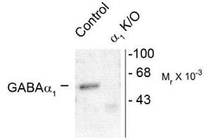 Image no. 1 for anti-gamma-aminobutyric Acid (GABA) A Receptor, alpha 1 (GABRA1) (Cytoplasmic Domain) antibody (ABIN221174) (GABRA1 Antikörper  (Cytoplasmic Domain))