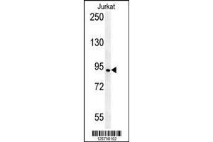 AXIN2 antibody western blot analysis in Jurkat lysate