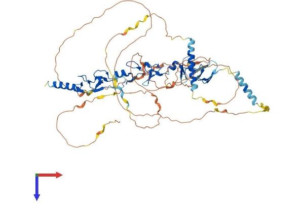 LPP Protein (AA 1-613) (His tag)