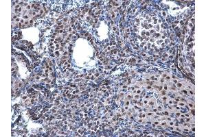 IHC-P Image CBX1 / HP1 beta antibody detects CBX1 / HP1 beta protein at nucleus on mouse ovary by immunohistochemical analysis. (CBX1 Antikörper  (Center))