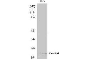 Western Blot analysis of Hela cells using Claudin 4 Polyclonal Antibody at dilution of 1:2000. (Claudin 4 Antikörper)