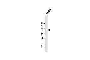 Anti-BCL6B Antibody (Center) at 1:2000 dilution + HepG2 whole cell lysate Lysates/proteins at 20 μg per lane. (BCL6B Antikörper  (AA 276-302))