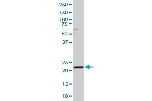 RAB4A MaxPab polyclonal antibody. (Rab4 Antikörper  (AA 1-218))