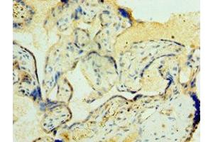 Immunohistochemistry of paraffin-embedded human placenta tissue using ABIN7162273 at dilution of 1:100