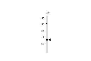 All lanes : Anti-GLS Antibody (C-term) at 1:1000 dilution Lane 1: 293 whole cell lysate Lysates/proteins at 20 μg per lane. (Glutaminase Antikörper  (C-Term))