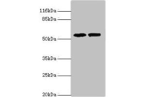 Western blot All lanes: PAIP1 antibody at 8 μg/mL Lane 1: Hela whole cell lysate Lane 2: PC-3 whole cell lysate Secondary Goat polyclonal to rabbit IgG at 1/10000 dilution Predicted band size: 54, 46, 43 kDa Observed band size: 54 kDa (PAIP1 Antikörper  (AA 1-260))