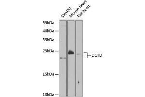 Western blot analysis of extracts of various cell lines, using DCTD antibody  at 1:1000 dilution. (DCMP Deaminase (DCTD) (AA 1-178) Antikörper)