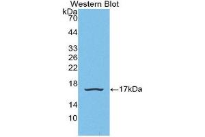 Western Blotting (WB) image for anti-Small Nuclear Ribonucleoprotein D1 Polypeptide 16kDa (SNRPD1) (AA 1-119) antibody (ABIN2116525) (SNRPD1 Antikörper  (AA 1-119))