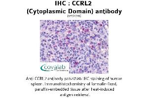 Image no. 1 for anti-Chemokine (C-C Motif) Receptor-Like 2 (CCRL2) (2nd Cytoplasmic Domain) antibody (ABIN1732792) (CCRL2 Antikörper  (2nd Cytoplasmic Domain))