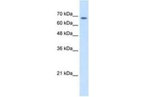 TM9SF1 抗体  (AA 201-250)