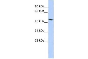 Western Blotting (WB) image for anti-Potassium Inwardly-Rectifying Channel, Subfamily J, Member 1 (KCNJ1) antibody (ABIN2458147) (KCNJ1 Antikörper)