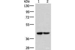 Western blot analysis of 293T cell lysates using IQCD Polyclonal Antibody at dilution of 1:1000 (IQCD Antikörper)
