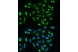 Immunofluorescence analysis of U2OS cells using B Rabbit pAb (ABIN6131454, ABIN6137226, ABIN6137227 and ABIN6224284) at dilution of 1:200 (40x lens). (ATAD3B Antikörper  (AA 1-240))