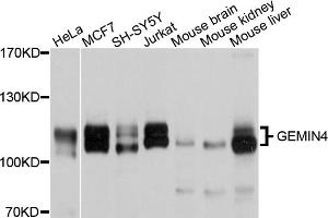 Western blot analysis of extracts of various cell lines, using GEMIN4 antibody (ABIN5997786) at 1/1000 dilution. (GEMIN4 Antikörper)