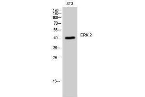 Western Blotting (WB) image for anti-Mitogen-Activated Protein Kinase 1 (MAPK1) (Internal Region) antibody (ABIN3184547) (ERK2 Antikörper  (Internal Region))