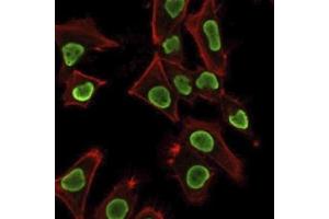 Immunofluorescence staining of PFA-fixed HeLa cells using Histone H1 Rabbit Recombinant Monoclonal Antibody (AE-4) followed by goat anti-mouse IgG-CF488 (green).